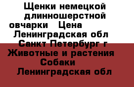 Щенки немецкой длинношерстной овчарки › Цена ­ 15 000 - Ленинградская обл., Санкт-Петербург г. Животные и растения » Собаки   . Ленинградская обл.